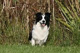 BORDER COLLIE 1385
